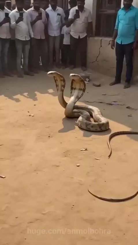 Crowd gathers to film a cobra with multiple raised hoods, resembling the mythical Sheshnag.