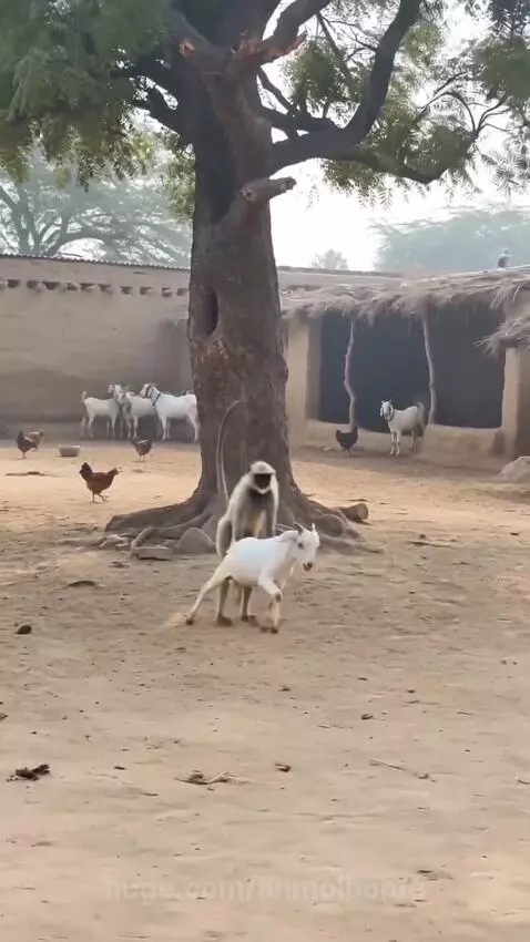 Monkey playfully chasing a white goat by its tail in a village courtyard with mud houses.