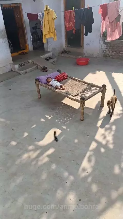 A baby sleeps soundly in an outdoor cot while a small monkey curiously approaches an object on the ground nearby.