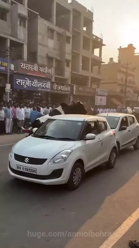 A black and white cow aggressively ramming into the windshield and hood of a white car on a busy street.