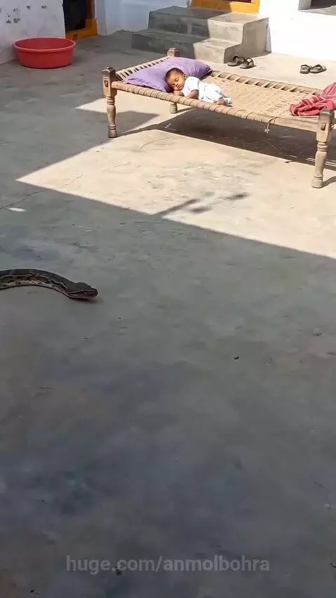 A domestic cat stands protectively between a large snake and a baby sleeping in a cot.