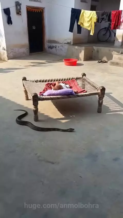 An orange cat stands defensively in front of a sleeping baby on a cot, confronting a black snake.