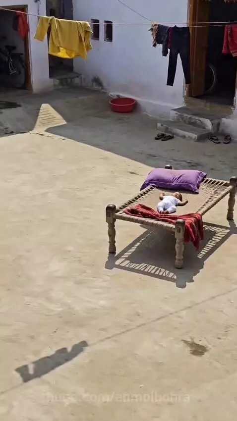 A domestic cat hissing and confronting a large male lion near a baby's cot.