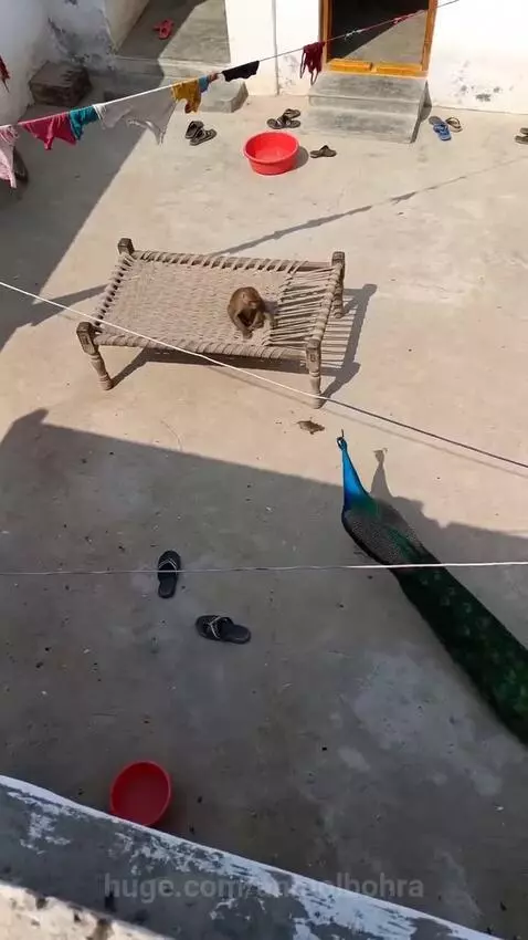 Monkey riding on the back of a peacock as it runs across an outdoor courtyard.
