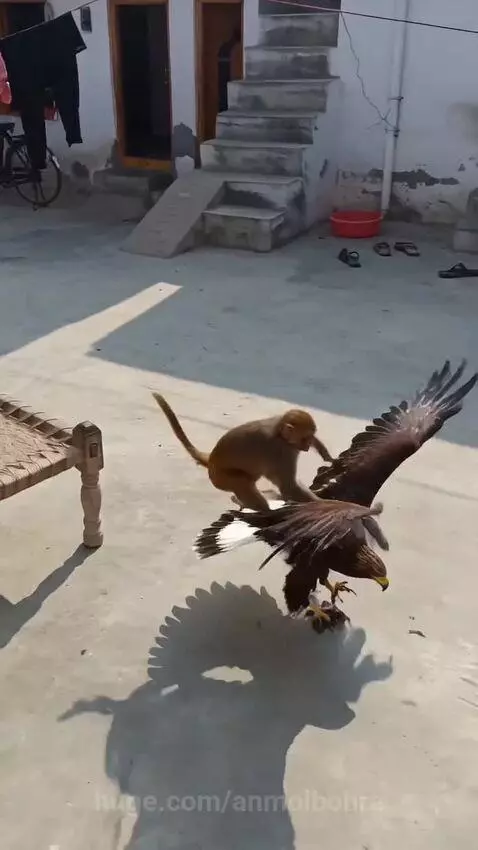 A monkey sits on an eagle's back as it flies through the sky.
