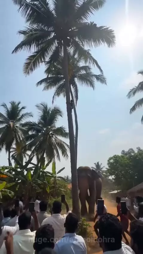 An elephant bends a tall coconut tree with its trunk, while a person slides down to the ground.