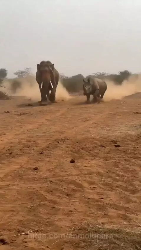 An elephant and a rhinoceros collide head-on in a dusty open field, creating a large dust cloud.