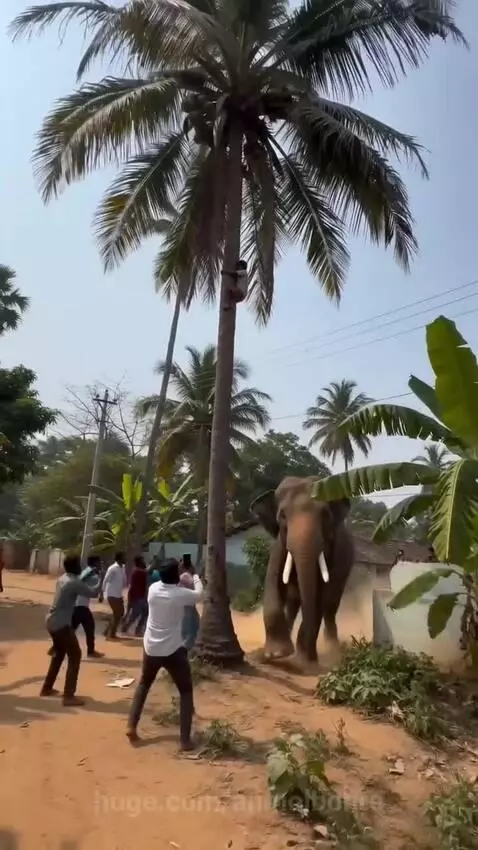Elephant shaking a tall coconut tree, causing many coconuts to fall. A child is seen near the base.
