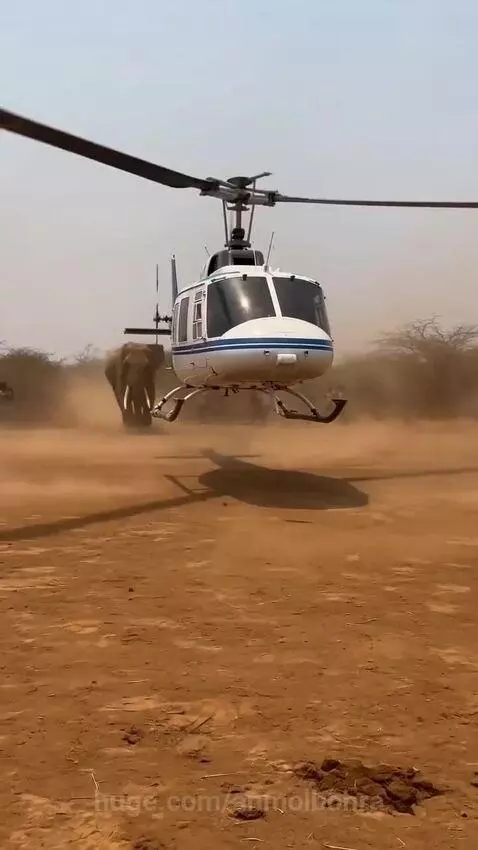 An elephant rears up on its hind legs in a dusty field, reacting to a white and blue helicopter hovering nearby.