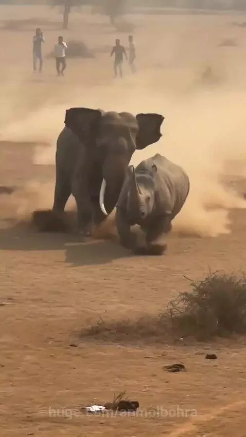 An elephant and a rhinoceros charging and colliding forcefully in a dusty open field, with people in the background.