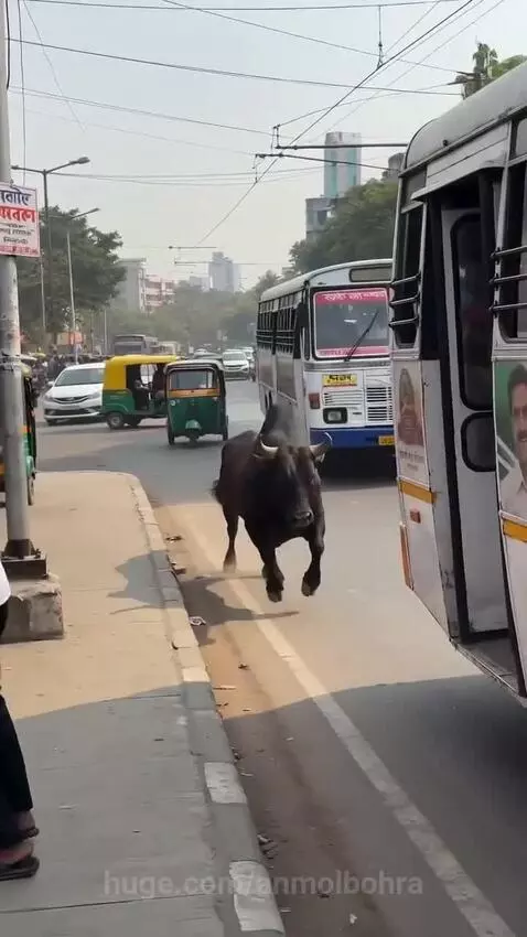 A large black bull charging and attempting to enter a white bus, with people scattering in fear.