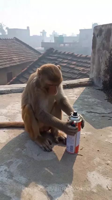 Monkey sitting on a rooftop, holding a gas canister and lighter, igniting a large stream of orange fire towards a wall.