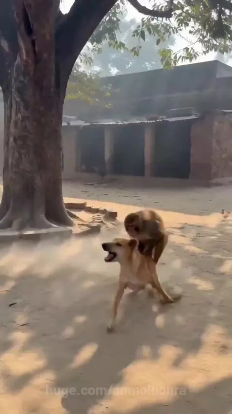 A monkey is on a dog's back, with dust kicking up around them in a rural setting.