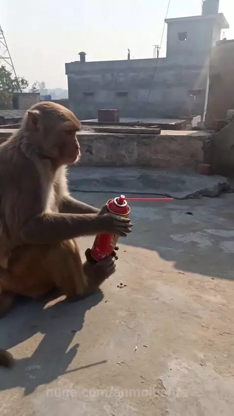 Monkey holding a spray can and igniting debris on a rooftop, causing a large flame.