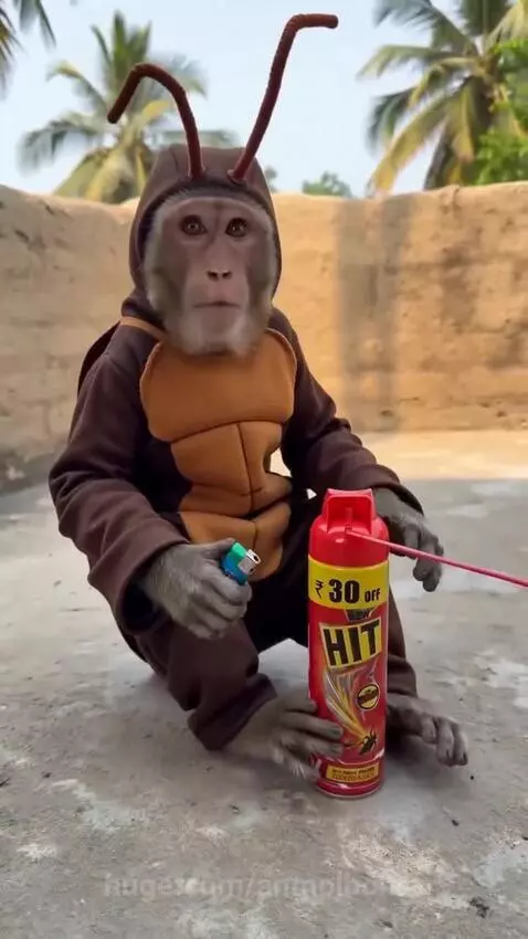Monkey in a cockroach costume holding a lighter and a can of insect repellent, looking surprised by smoke.