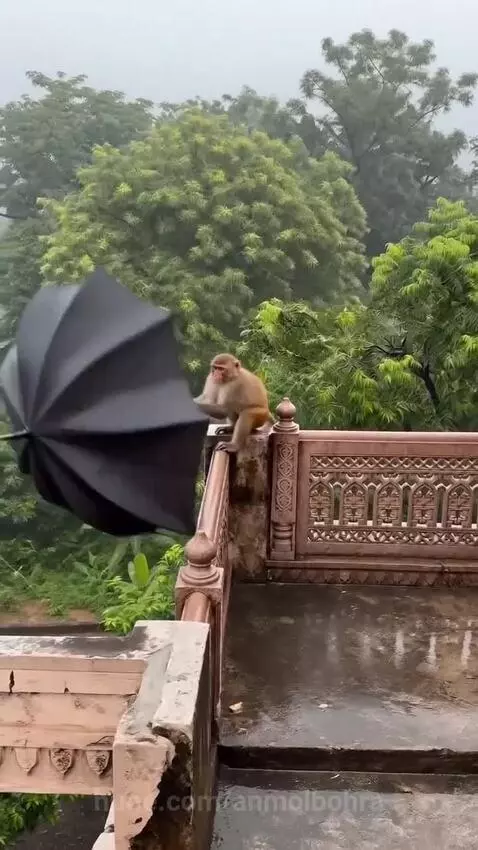 Monkey sitting on a railing opens a black umbrella and floats into the sky on a cloudy, rainy day.