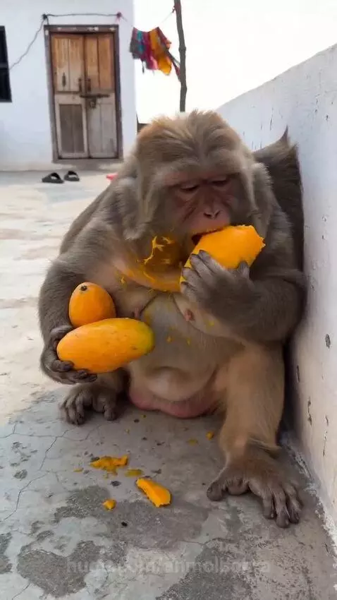 A light-brown monkey sits on concrete, eating a large yellow mango, with two more in its hands. Pulp is on its chest.