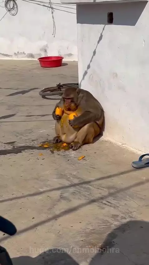 A yellow-stained monkey sits on a rooftop eating mangoes, reacting aggressively to an approaching elderly woman.