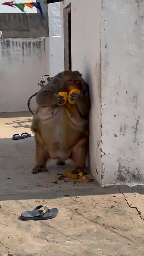 A large, obese monkey stands upright, covered in orange pulp, intensely eating two mangoes.