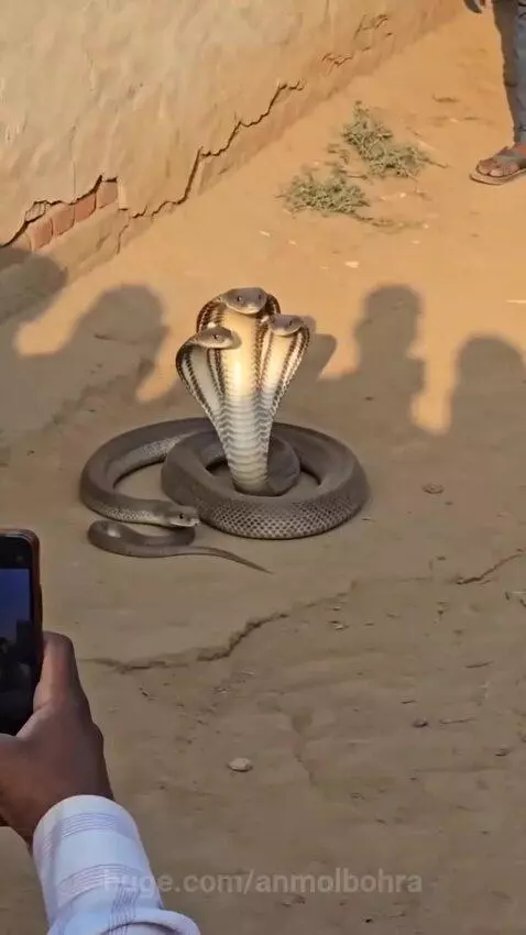 A large, three-headed cobra coiled on the ground, surrounded by a crowd of people holding up smartphones.