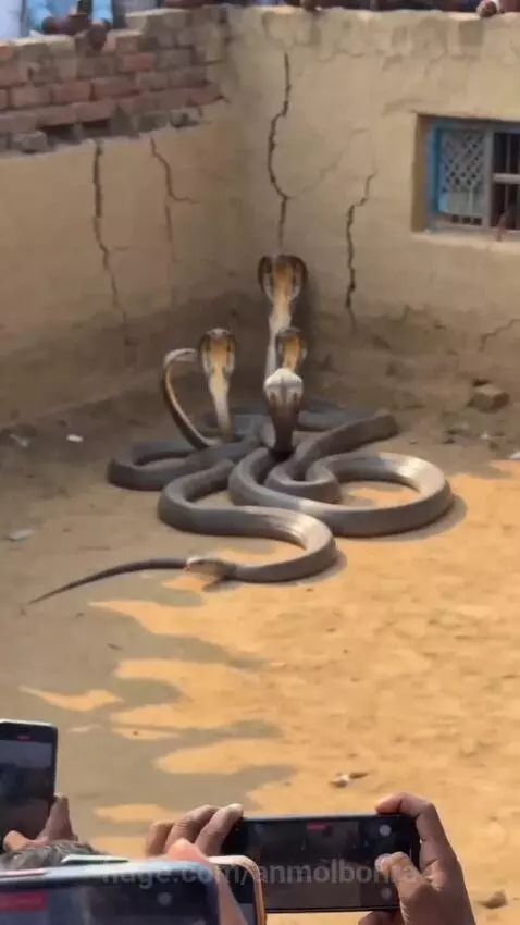 Crowd watches in awe as several large cobras with raised hoods coil on sandy ground, hailed as Sheshnag.