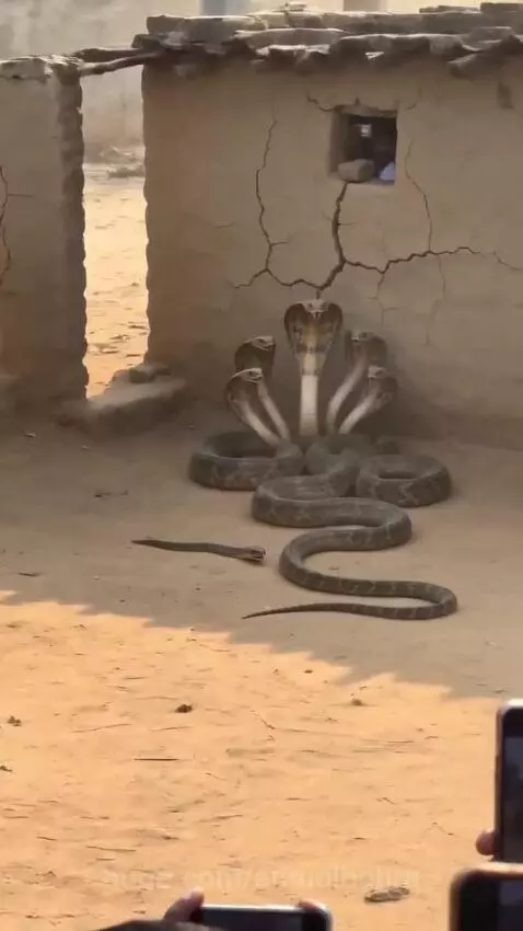 Five cobras with raised hoods arranged in a semi-circle against a cracked mud wall, with a smaller snake on the ground.