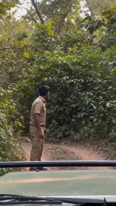 Man in khaki uniform hugging a tiger affectionately in a green forest, filmed from a vehicle.