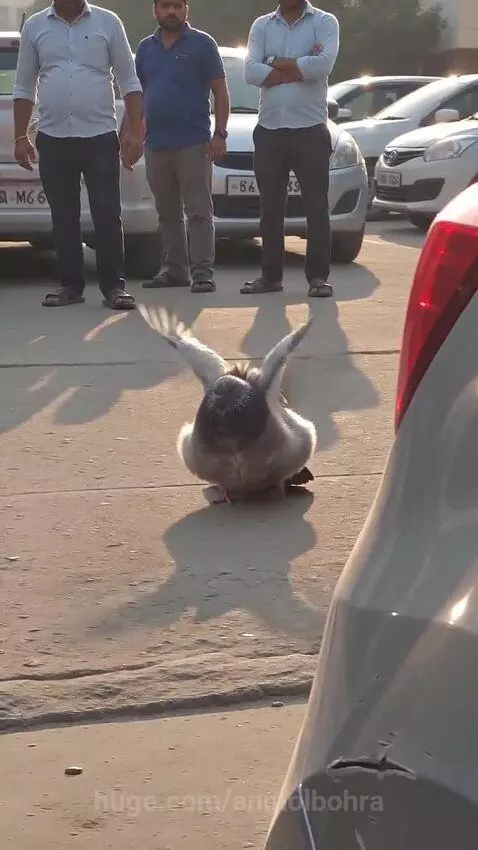 A pigeon on the ground flapping its wings, with people gathered around looking concerned.