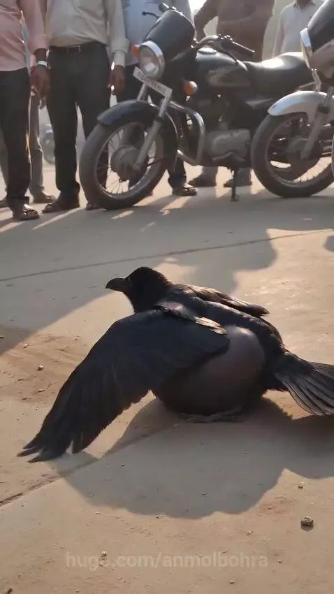 A crow on the ground unable to fly, surrounded by concerned men offering help.