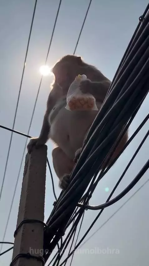 Overweight monkey perched on a utility pole with a bag of snacks, surrounded by electrical wires.