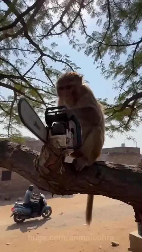 Monkey sitting on a tree branch holding and operating a chainsaw.