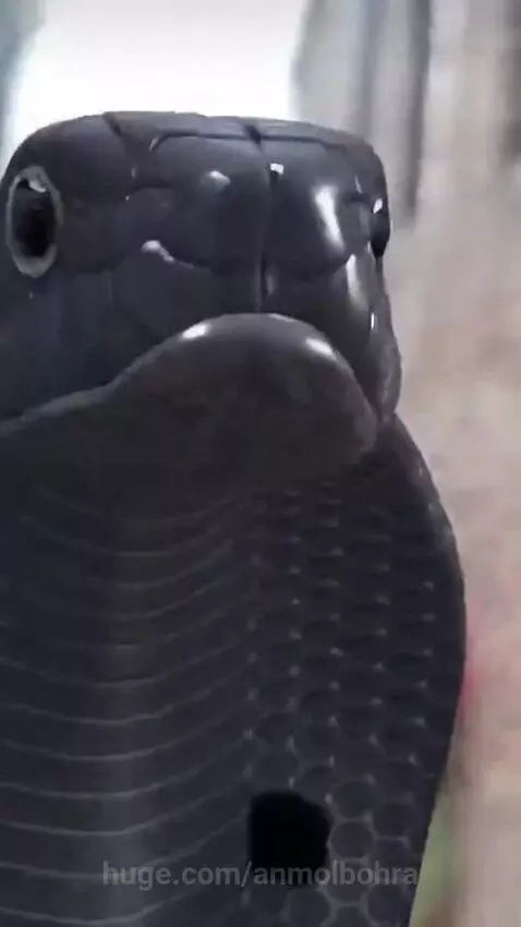 Person in a realistic cobra costume with human legs visible, opening mouth to reveal fire effect in a crowded alley.
