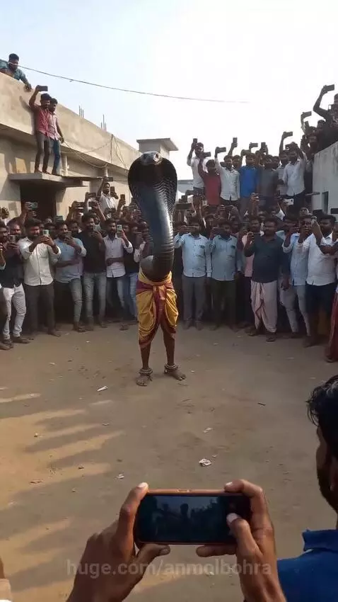 Performer in a realistic cobra head costume breathes a large fireball in front of an excited, phone-recording crowd.