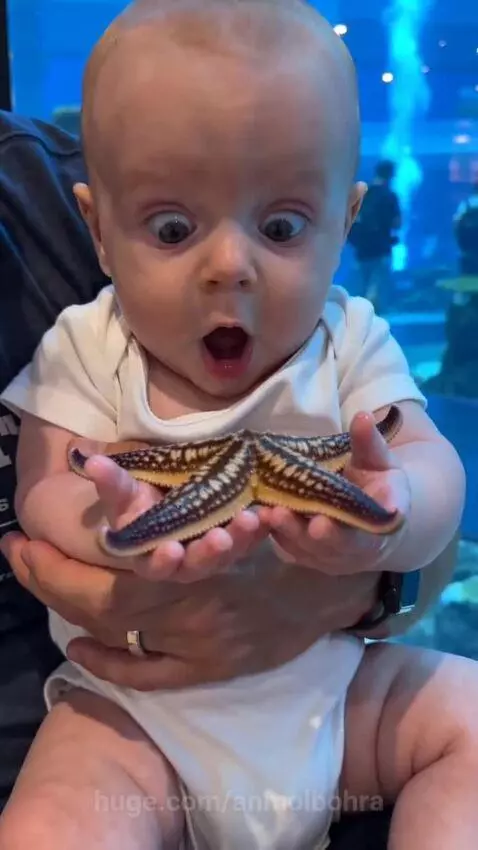 Baby in a white onesie with wide eyes and open mouth looking at a brown and white starfish held by an adult.