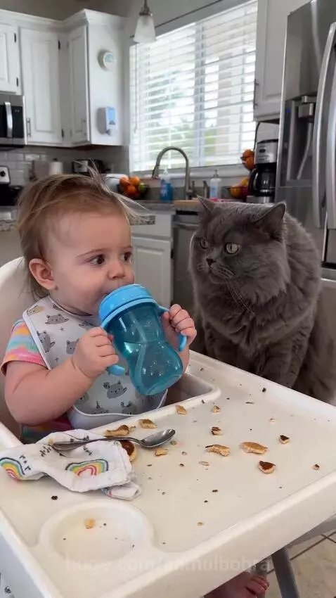 A grey cat sits next to a baby in a high chair, attempting to drink from the baby's sippy cup.
