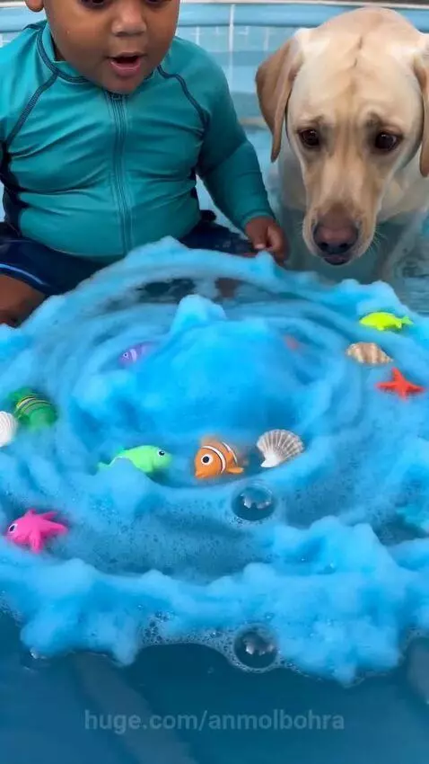 Child and yellow Labrador dog watch a large toy shark emerge from blue foam in a swimming pool.