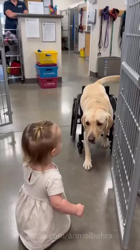 Toddler kneeling and hugging a yellow Labrador in a dog wheelchair at an animal shelter.