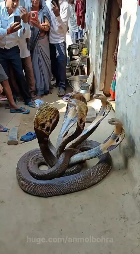 Group of people filming a large coiled snake with multiple heads, identified as Sheshnag, Lord Vishnu's snake.