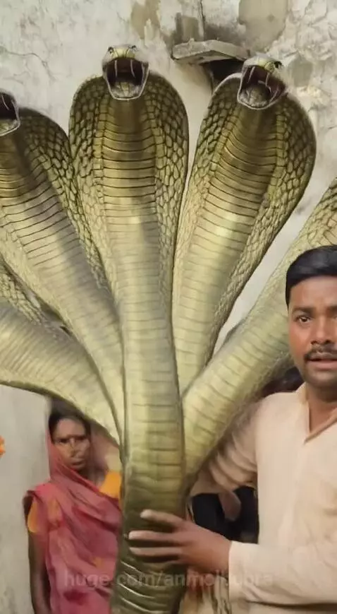 Crowd films a large, golden, five-headed cobra prop with excitement, chanting praises.