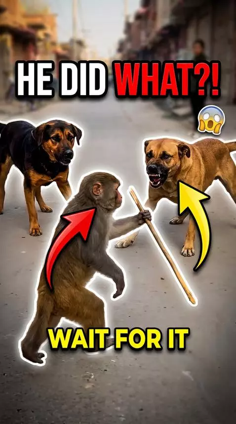 HE DID WHAT?! Monkey vs Dogs (WAIT FOR IT) by johngold