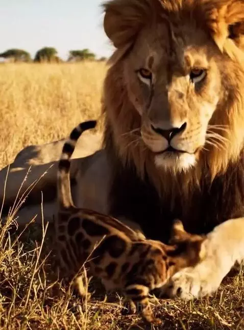 Deep in his Heart He is a Kitten 💫 by johngold