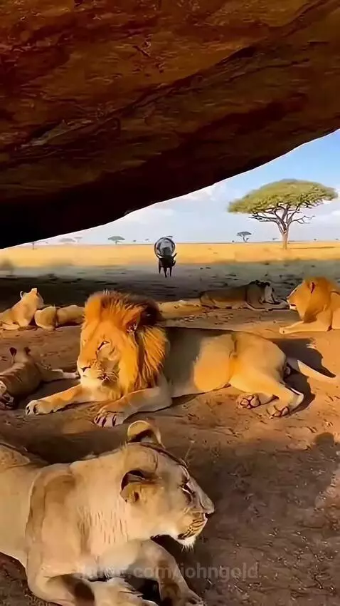 Most Funny Lions EVER: Laser Pig is coming 💥 by johngold