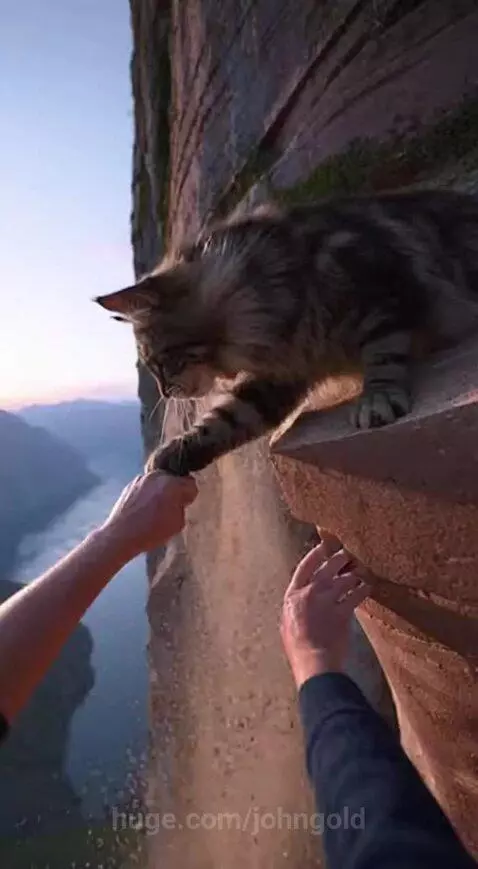 POV: Human Been Almost saved by the Cat by johngold