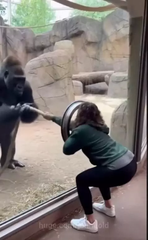 Smart Gorrila Part 2: What will he Do Now? #viral by johngold