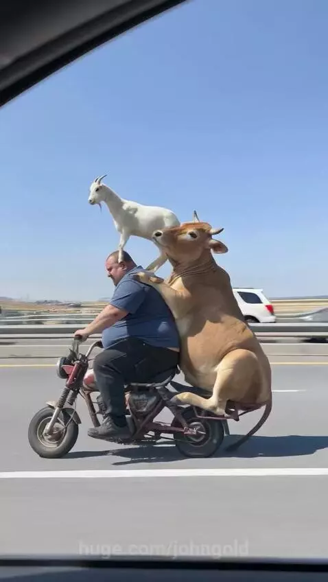 Just a man, his bike, a cow, and a goat… normal day by johngold