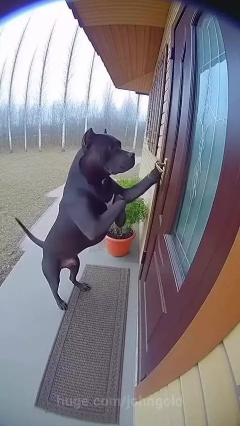 POV: Showing Grandma my dog's new trick 😂 by johngold