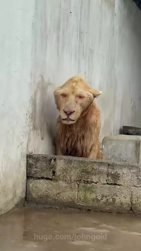 A lion with a genetic abnormality in captivity 😥 by johngold