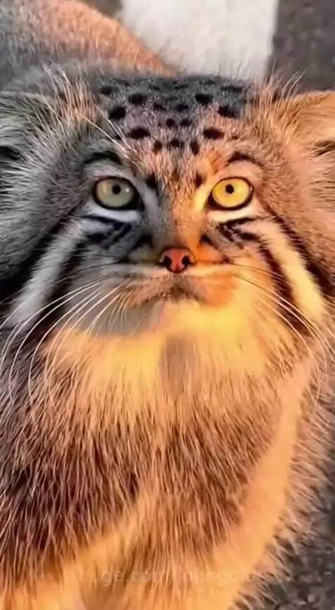 Pallas's Cat Family Road Trip! 😻 Get ready for a cuteness ov... by johngold