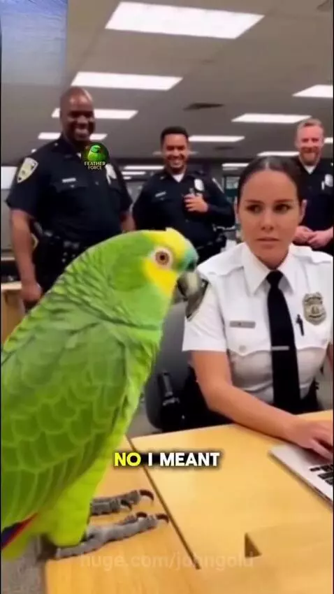 Most Funny Parrot in the WORLD! by johngold