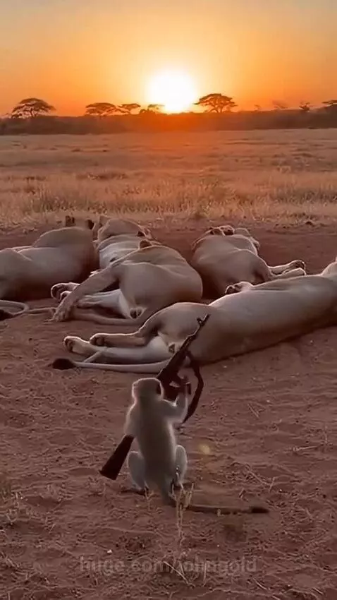 Monkeys' pranks, lions' nightmares ! ! ! by johngold